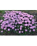 Monarda didyma Пінк Фростінг у період цвітіння
